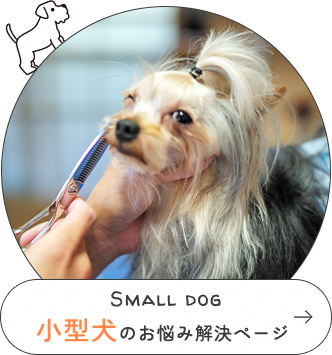 Small dog小型犬を飼っている方