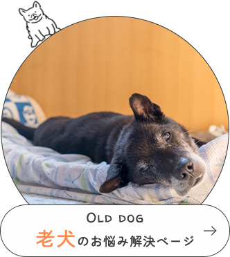 Old dog老犬を飼っている方